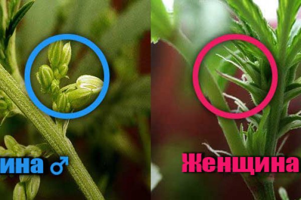 Магазины кракен мотоодежда интернет магазин