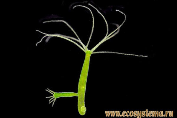 Кракен актуальные мотоодежда купить