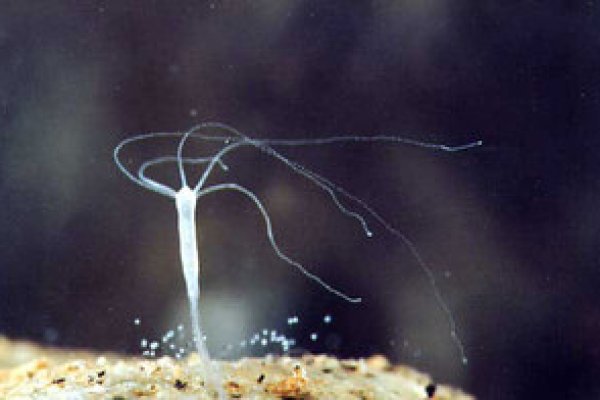 Кракен тор мотокуртка