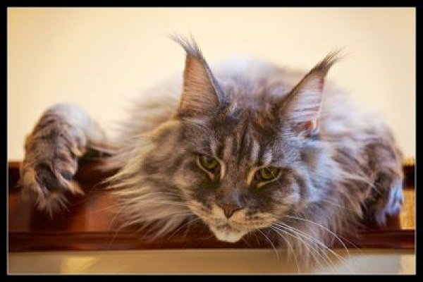 Кракен переходник ссылка мотоперчатки