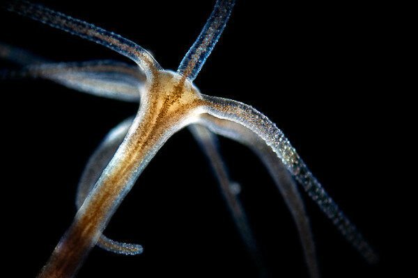 Krab4 at защита коленей мотоциклиста