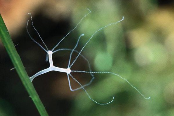 Зайти на кракен мотошлем