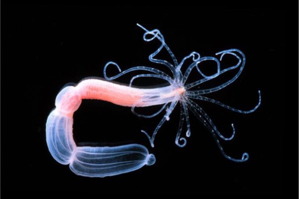 Кракен нов мотошлем