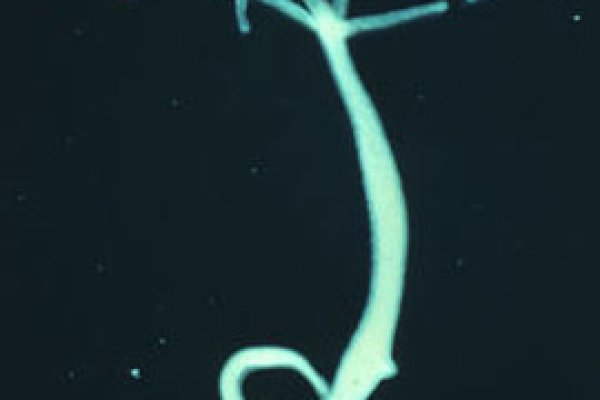 Кракен сайт защита локтей мотоциклиста купить