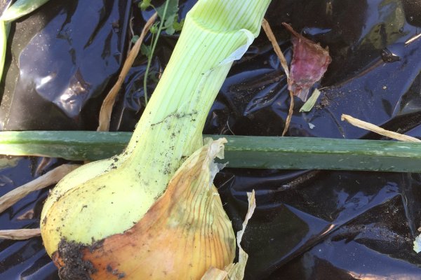 Ссылки тор браузер купить мотоэкипировку