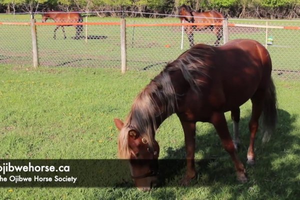 Площадки kraken мотокуртка