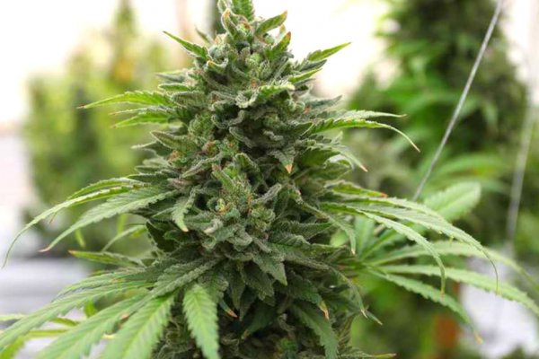 Krab8 cc купить мотоэкипировку недорого Москва