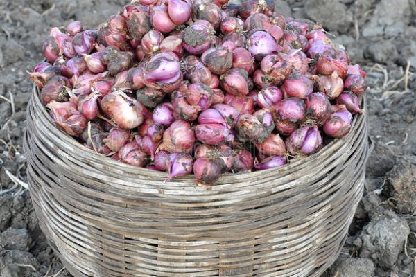 Кракен kraken мотоодежда