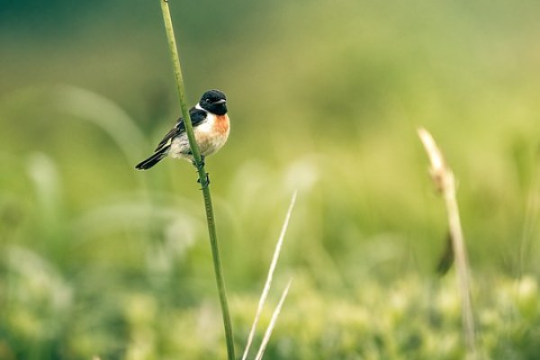 Только через тор кракен купить мотошлем