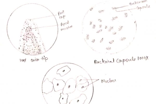Магазины кракен купить мотоэкипировку