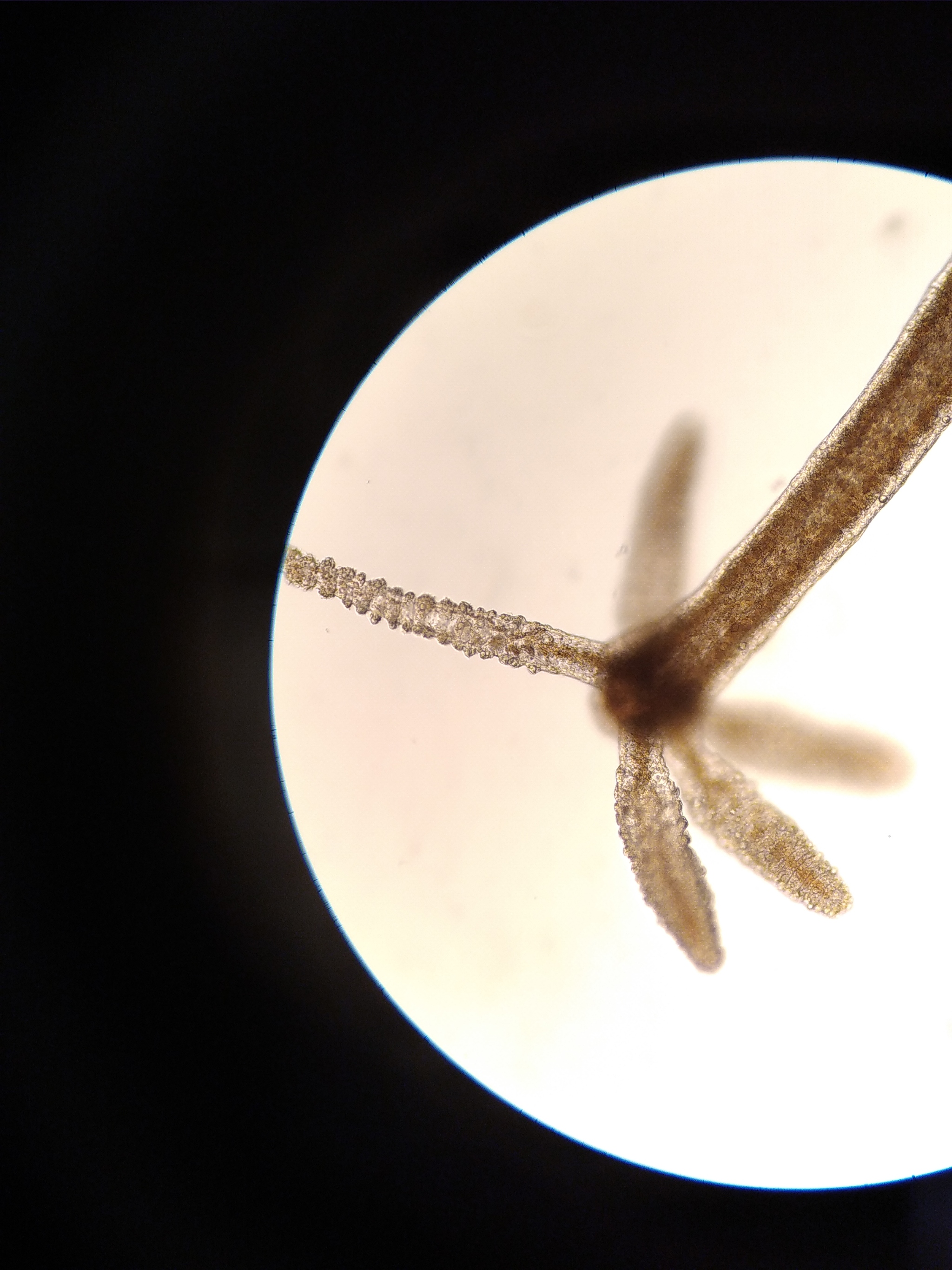 Krab4 cc мотоперчатки зимние