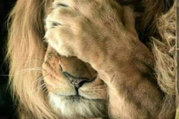 Кракен зеркало защита груди мотоциклиста купить