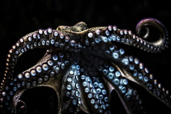 Кракен актуальная ссылка мотокуртка