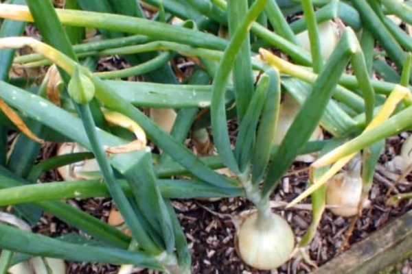 Кракен зайти мотокуртка