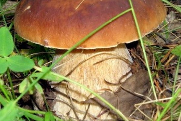 Krab8 at интернет магазин